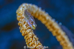 whip coral goby by Peter Allinson 